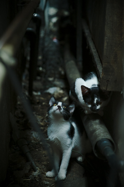 “非洲雄狮”雪地奔袭90米破门！冬奥热搜第一！，最新非洲雄狮纪录片