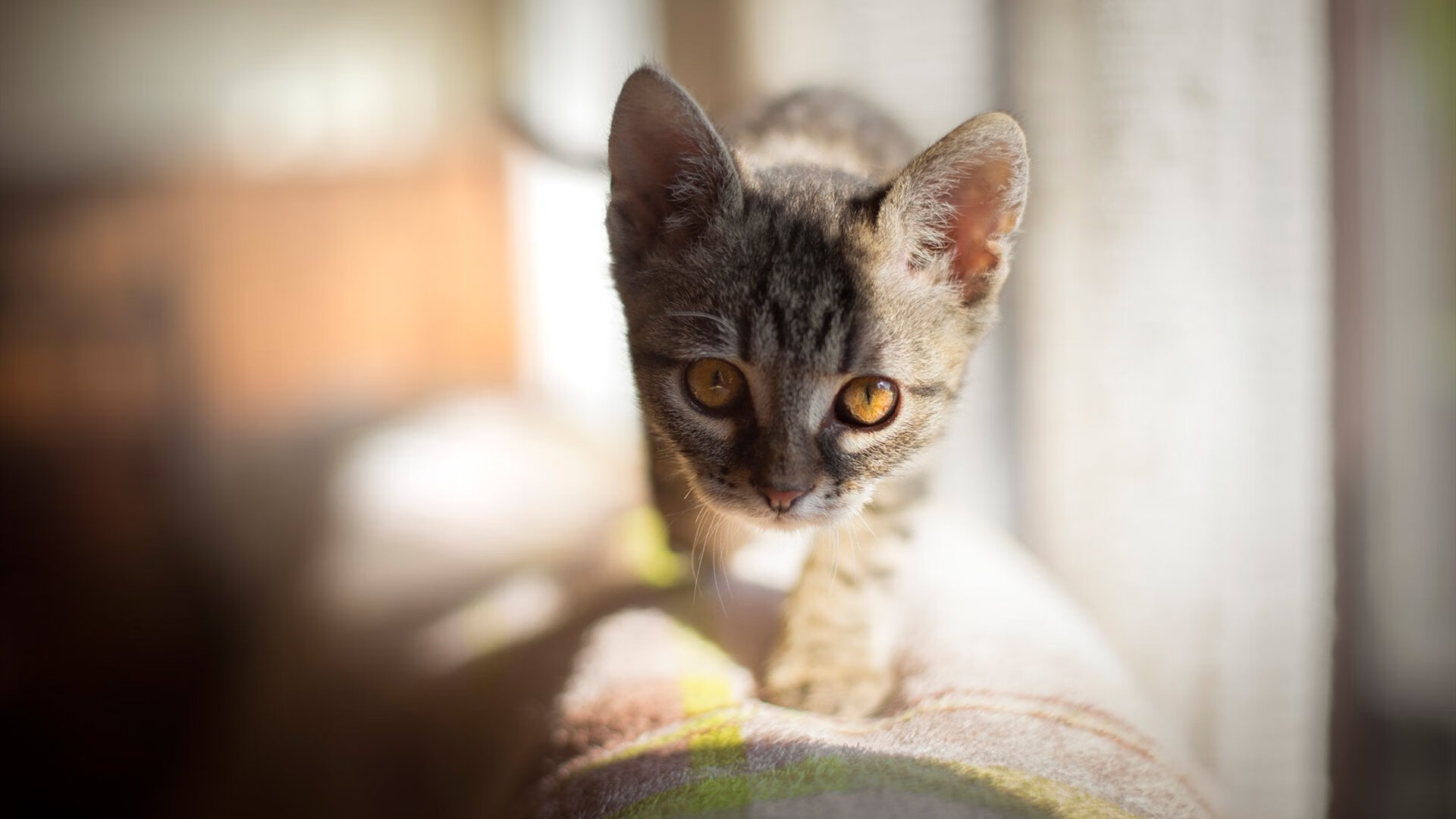 德国男子67公斤级举重选手在决赛中获得银牌，德国女子举重运动员