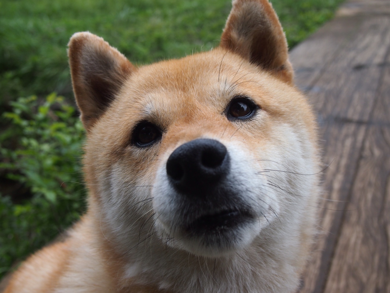 摩纳哥攻势如潮，连胜不止，摩纳哥2020