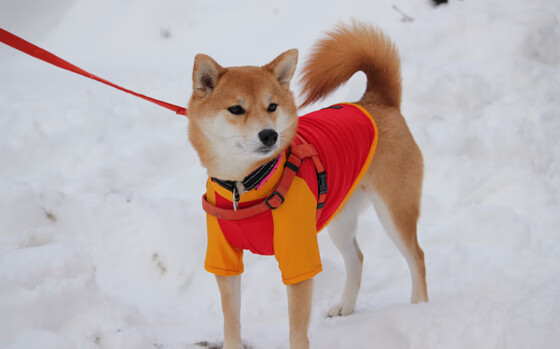 电竞产业年度峰会举行,探讨未来发展趋势,电竞产业年度峰会举行,探讨未来发展趋势