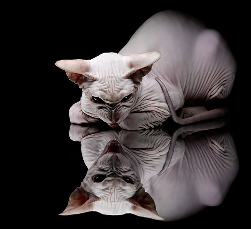 中超俱乐部社交平台互动频繁，中超球迷组织