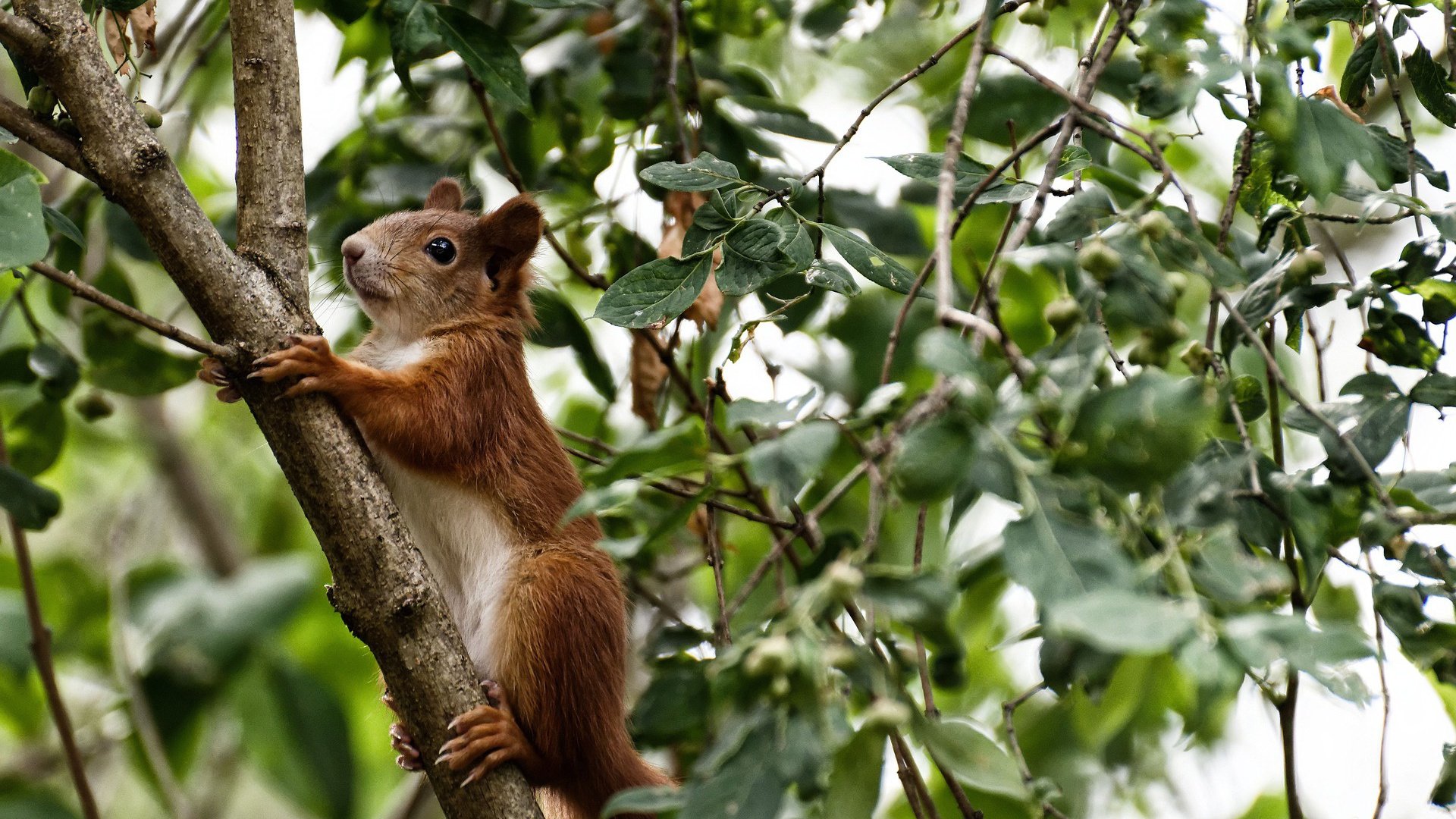 塞维利亚主场大胜，再次显露实力，塞维利亚又夺冠了