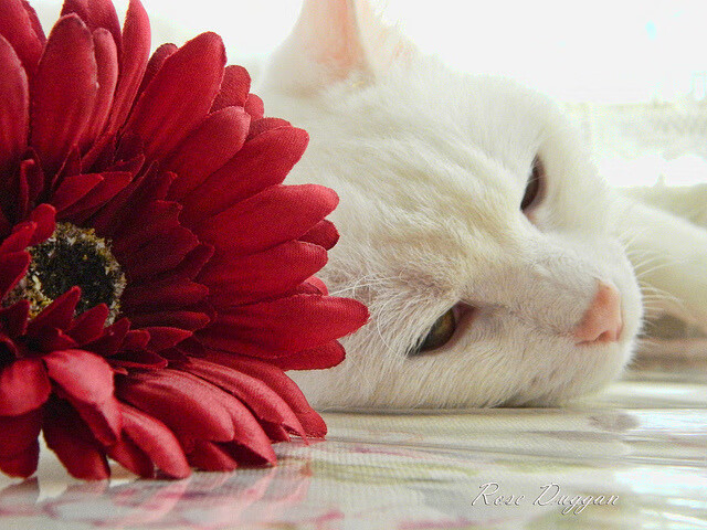 改写为_ 比赛结束后，球队伤病频发，篮球比赛结束后,比赛完的队友们修改