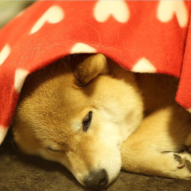 极光队全队发挥出色，成功逆转比分，极光队徽