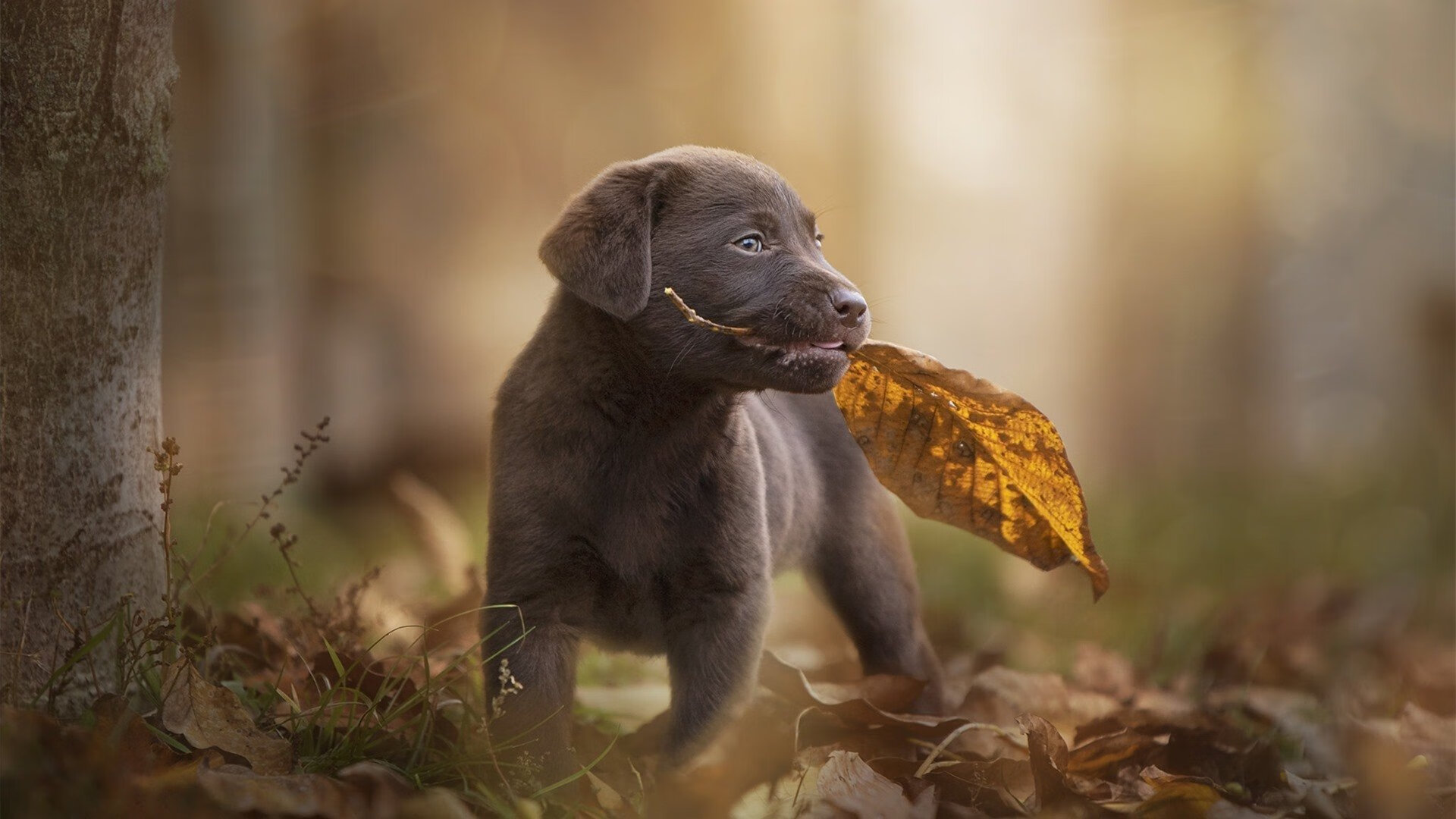 热刺主帅对阵对手举措不当,球队疲于应战,热刺上任主帅