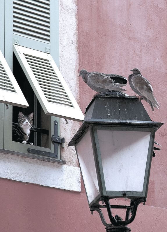 都灵客场战胜亚特兰大，继续保持势头，都灵对亚特兰大视频直播