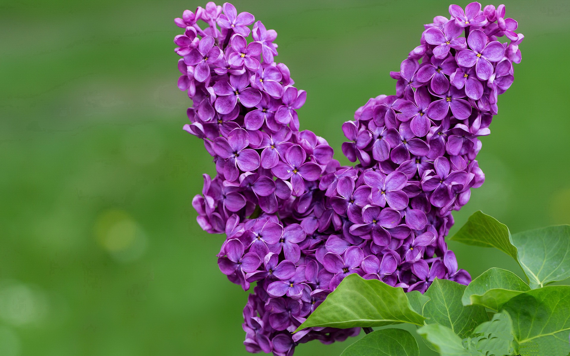 英超主力轮休制度对赛季末表现的影响研究,英超轮次是怎么回事