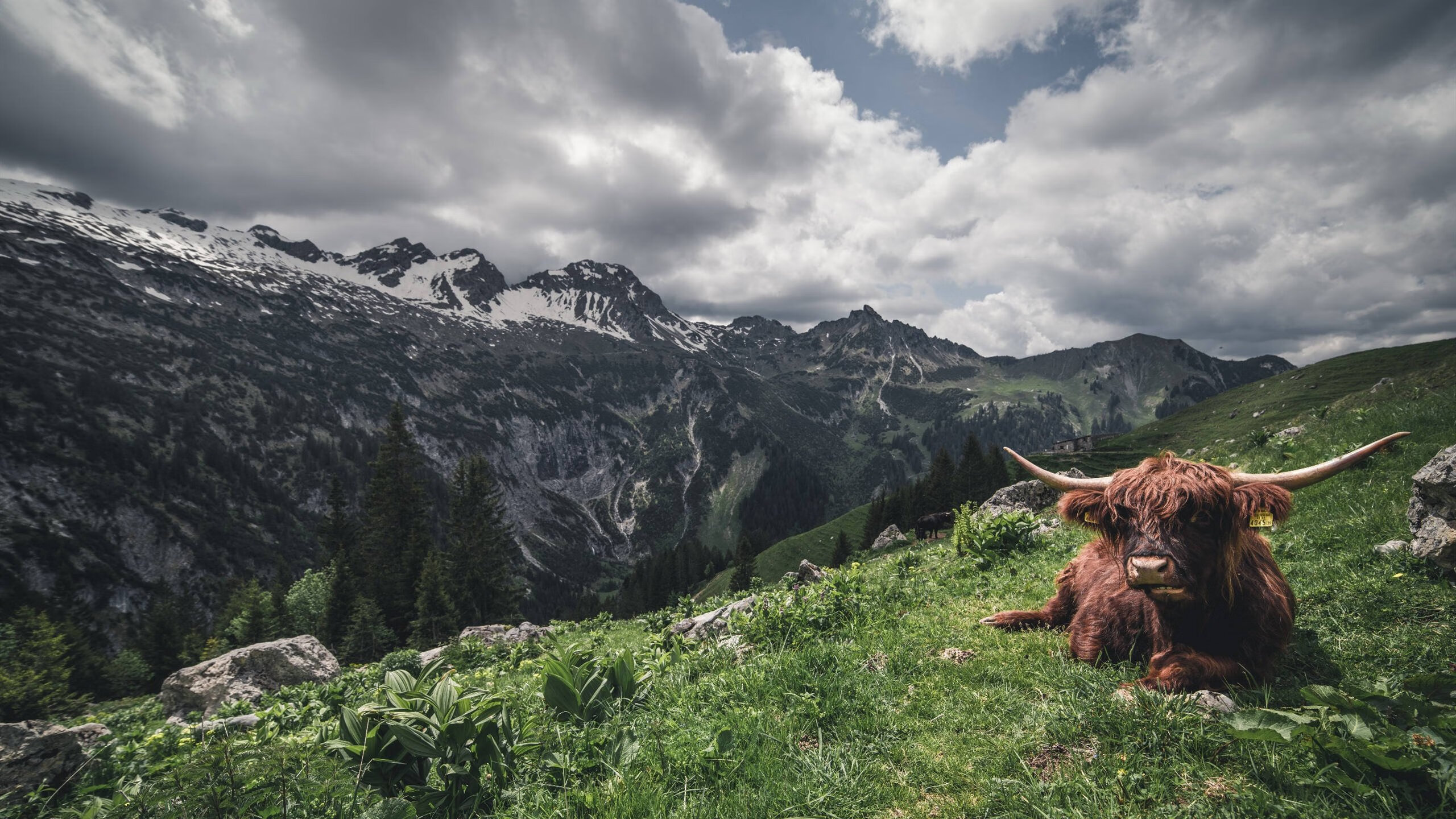 世界杯中国女足夺冠 球迷激情洋溢,中国女足世界杯亚军视频