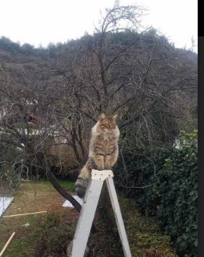 博洛尼亚阵地推进打出层次进攻节奏，博洛尼亚位置