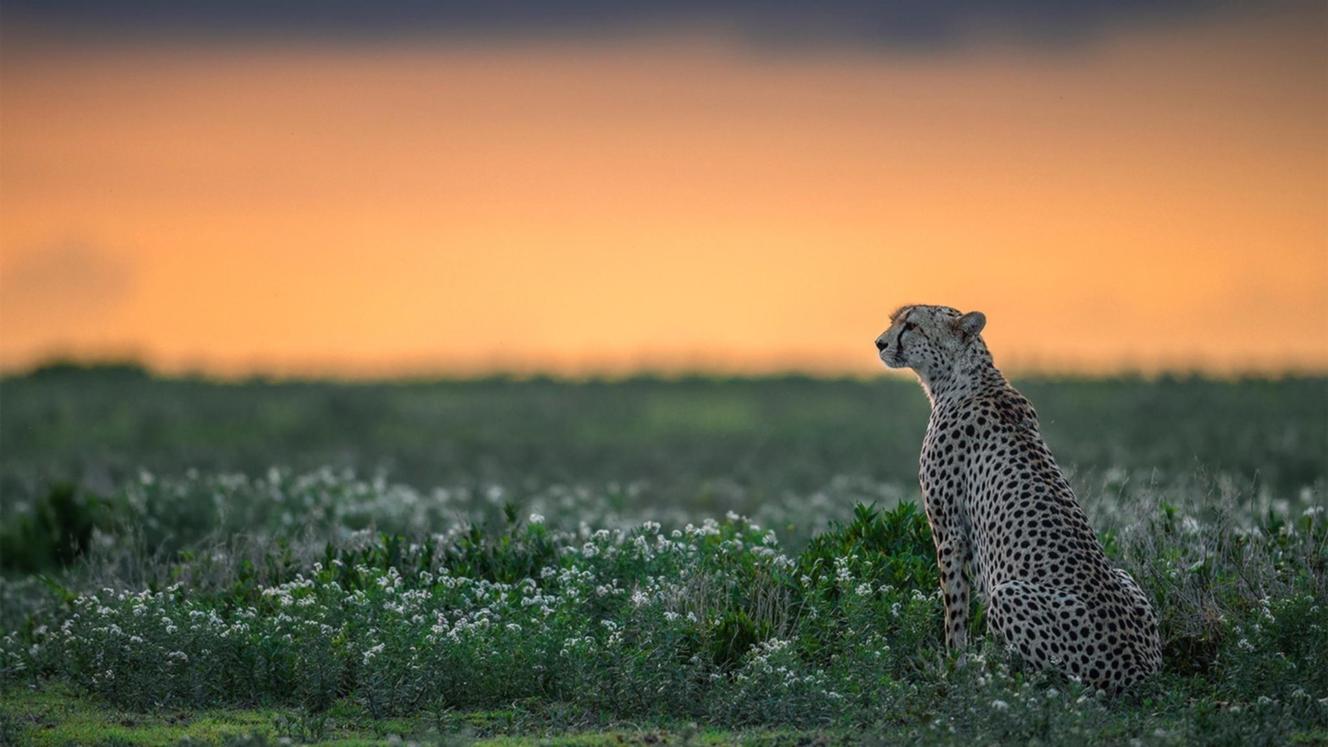 马竞前场多点开花,进攻效率高,马竞前场多点开花,进攻效率高吗