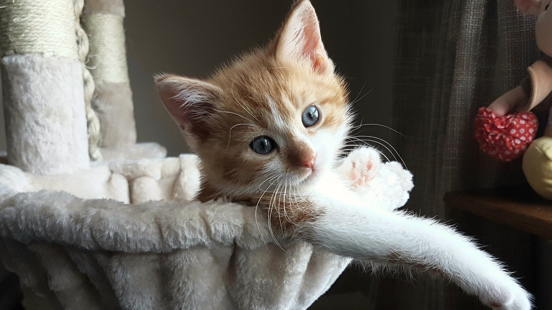 卡普尔的突破表现使袋鼠队的进攻更加难以预测,卡普尔包