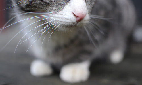 国际马拉松赛赛事安全保障，马拉松赛事保障工作