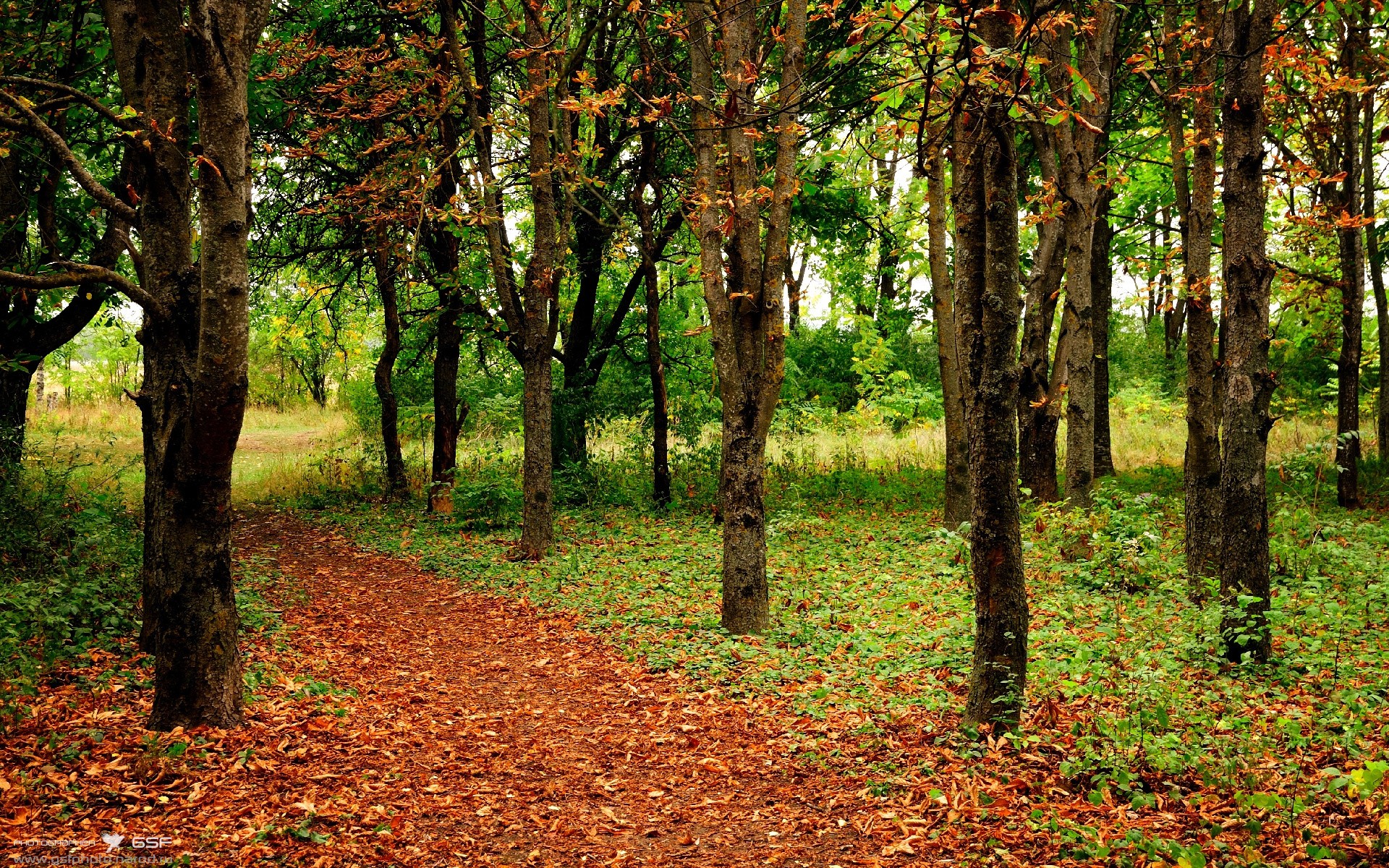比利时男篮在国际赛场中连续战胜强敌